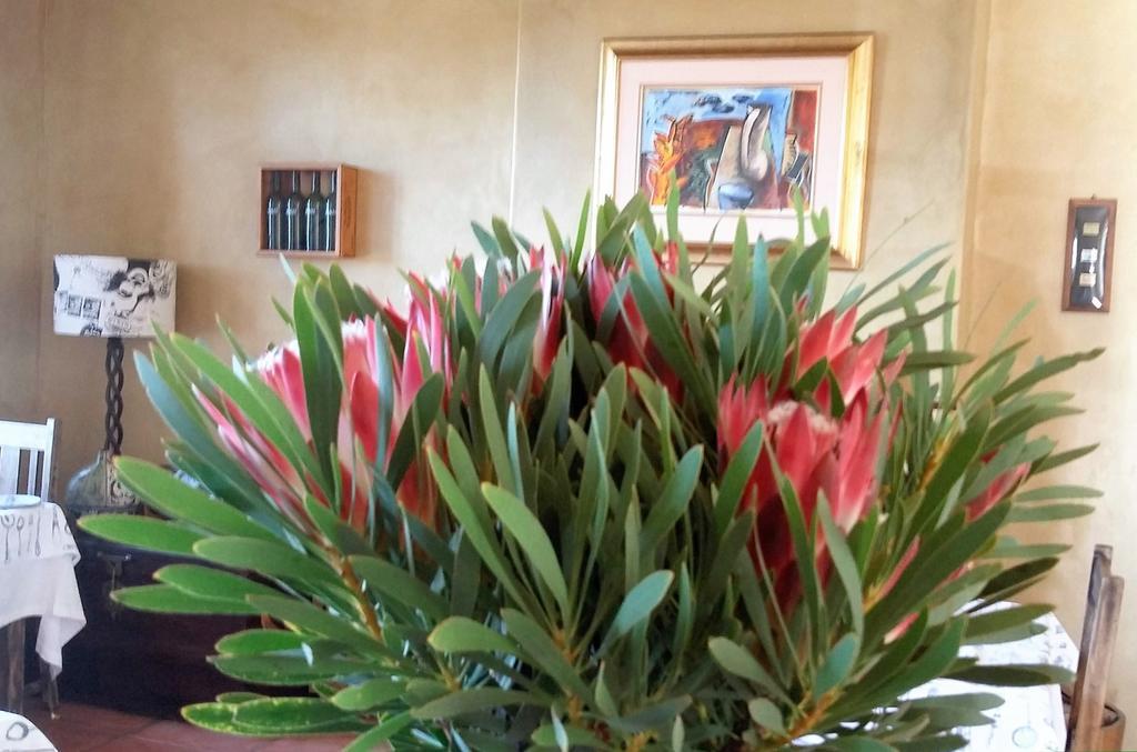 Bucaco Sud Guest House Bettyʼs Bay Extérieur photo